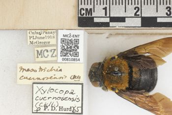 Media type: image;   Entomology 810854 Aspect: labels